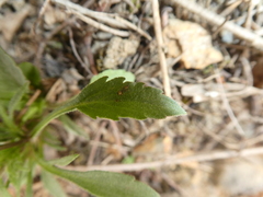 Viola arvensis arvensis