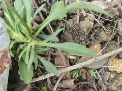 Viola arvensis arvensis