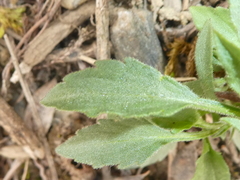 Viola arvensis arvensis