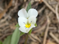 Viola arvensis arvensis