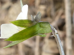 Viola arvensis arvensis