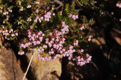 Image of Erica curvirostris by (c) Tony Rebelo, some rights reserved (CC BY-SA)
