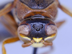 Rhynchium marginellum