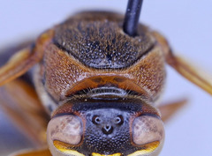 Rhynchium marginellum