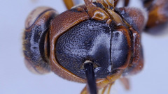 Rhynchium marginellum