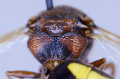 Rhynchium marginellum