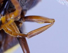 Rhynchium marginellum