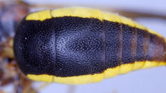 Rhynchium marginellum