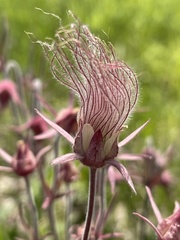 Geum triflorum