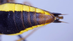 Rhynchium marginellum