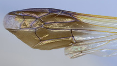 Rhynchium marginellum