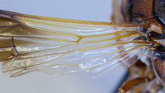 Rhynchium marginellum