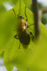 Criorhina floccosa