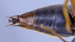 Rhynchium marginellum