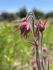 Geum triflorum