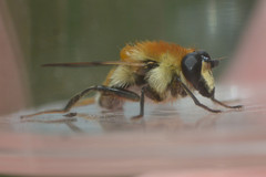 Criorhina floccosa