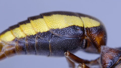 Rhynchium marginellum