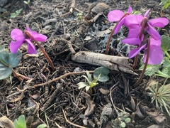 Cyclamen alpinum