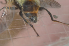 Criorhina floccosa
