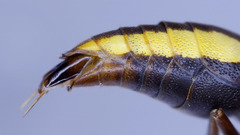 Rhynchium marginellum