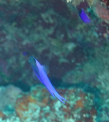 Gramma melacara