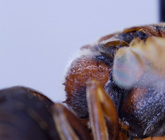 Rhynchium marginellum