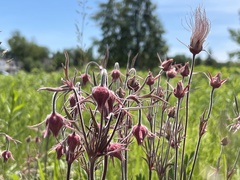 Geum triflorum