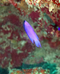 Gramma melacara
