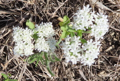 Valerianella amarella