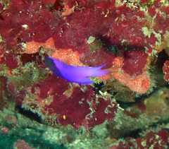 Gramma melacara