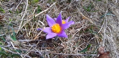 Pulsatilla halleri