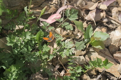Lycaena phlaeas phlaeas