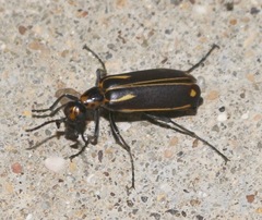 Pyrota insulata