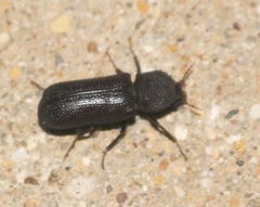 Apatides fortis