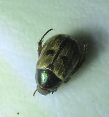 Anomala binotata