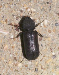 Apatides fortis