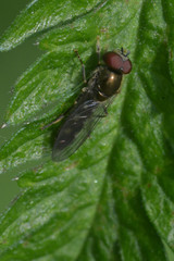 Platycheirus albimanus