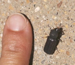 Apatides fortis