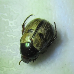 Anomala binotata