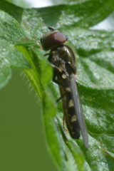 Platycheirus albimanus