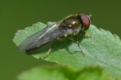 Platycheirus albimanus