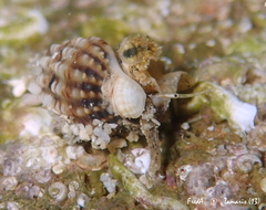 Aplus dorbignyi