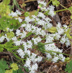 Valerianella amarella