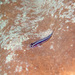 Linesnout Goby - Photo (c) Sue, some rights reserved (CC BY-NC), uploaded by Sue