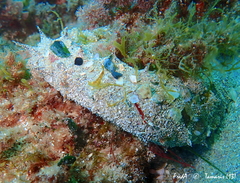 Holothuria poli