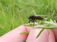 Empis ciliata