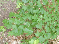 Acer skutchii
