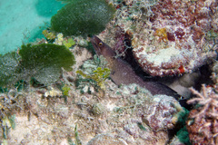 Gymnothorax vicinus