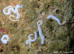 Spirobranchus lamarcki