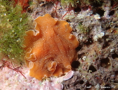 Yungia aurantiaca